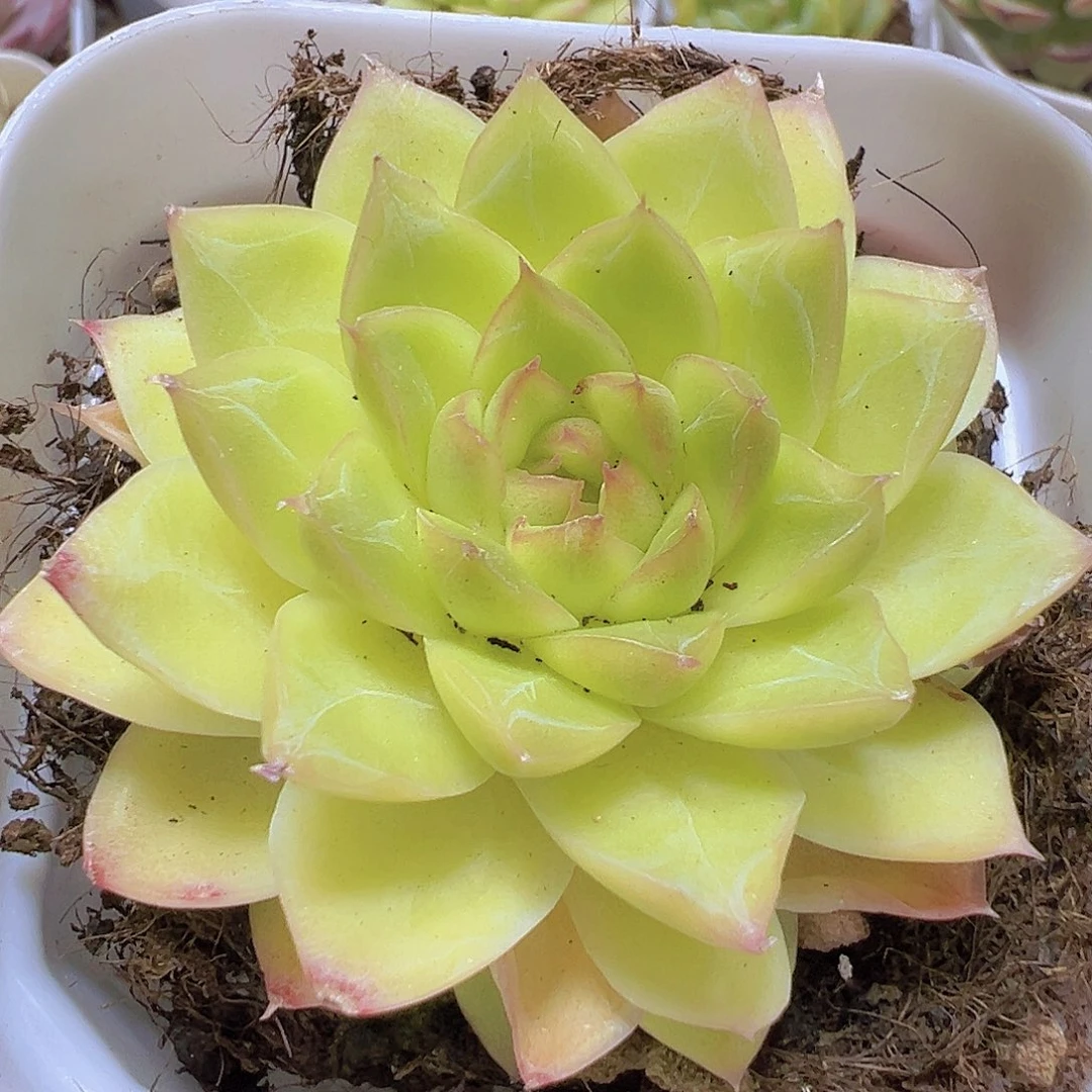 黄麦杆19包邮多肉植物