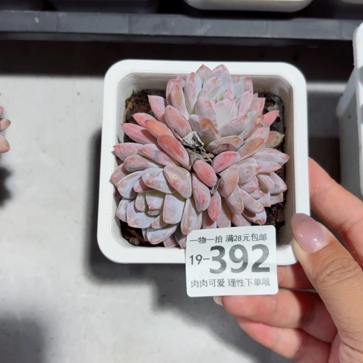 橙梦露无盆土发货多肉多