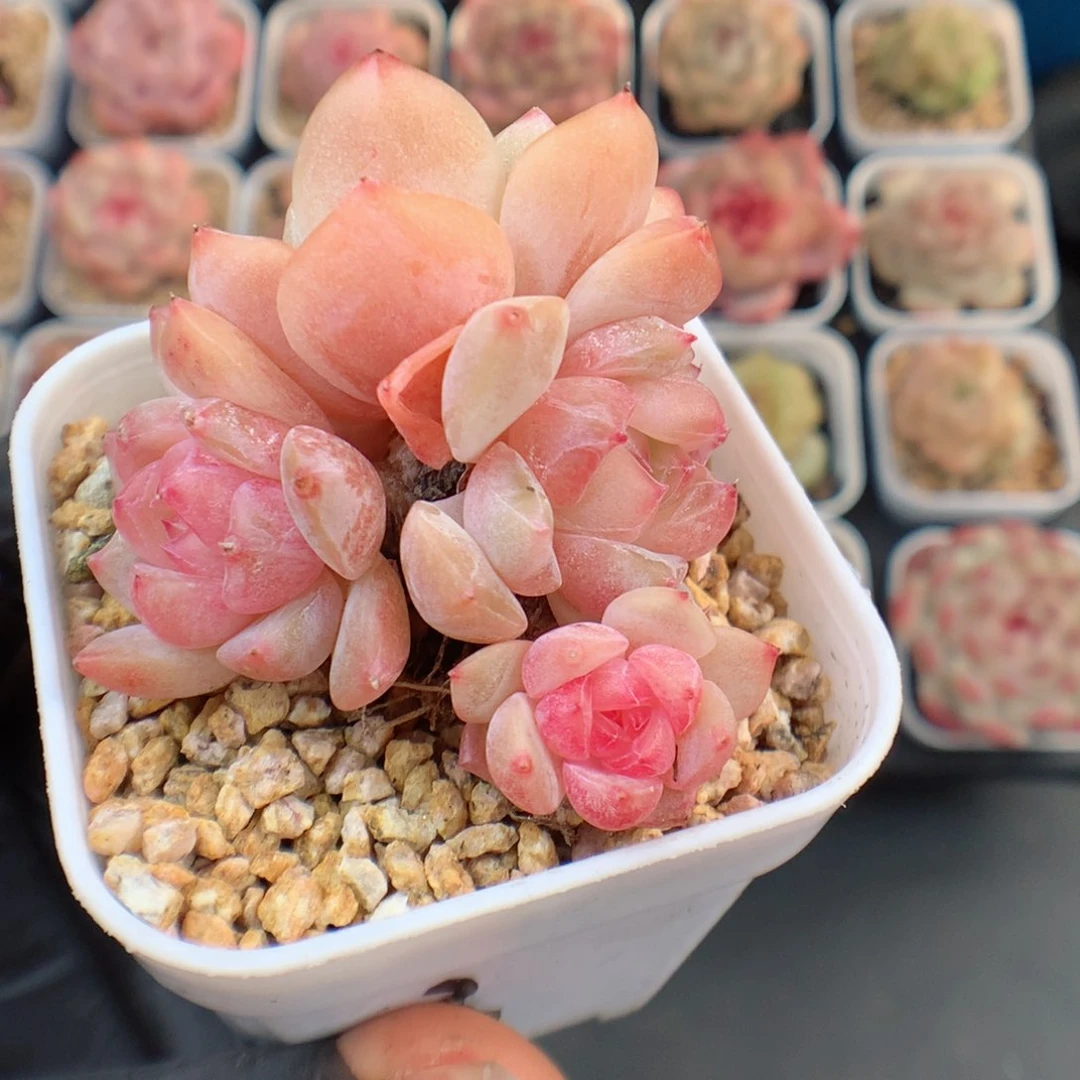 多肉植物。 糖心59