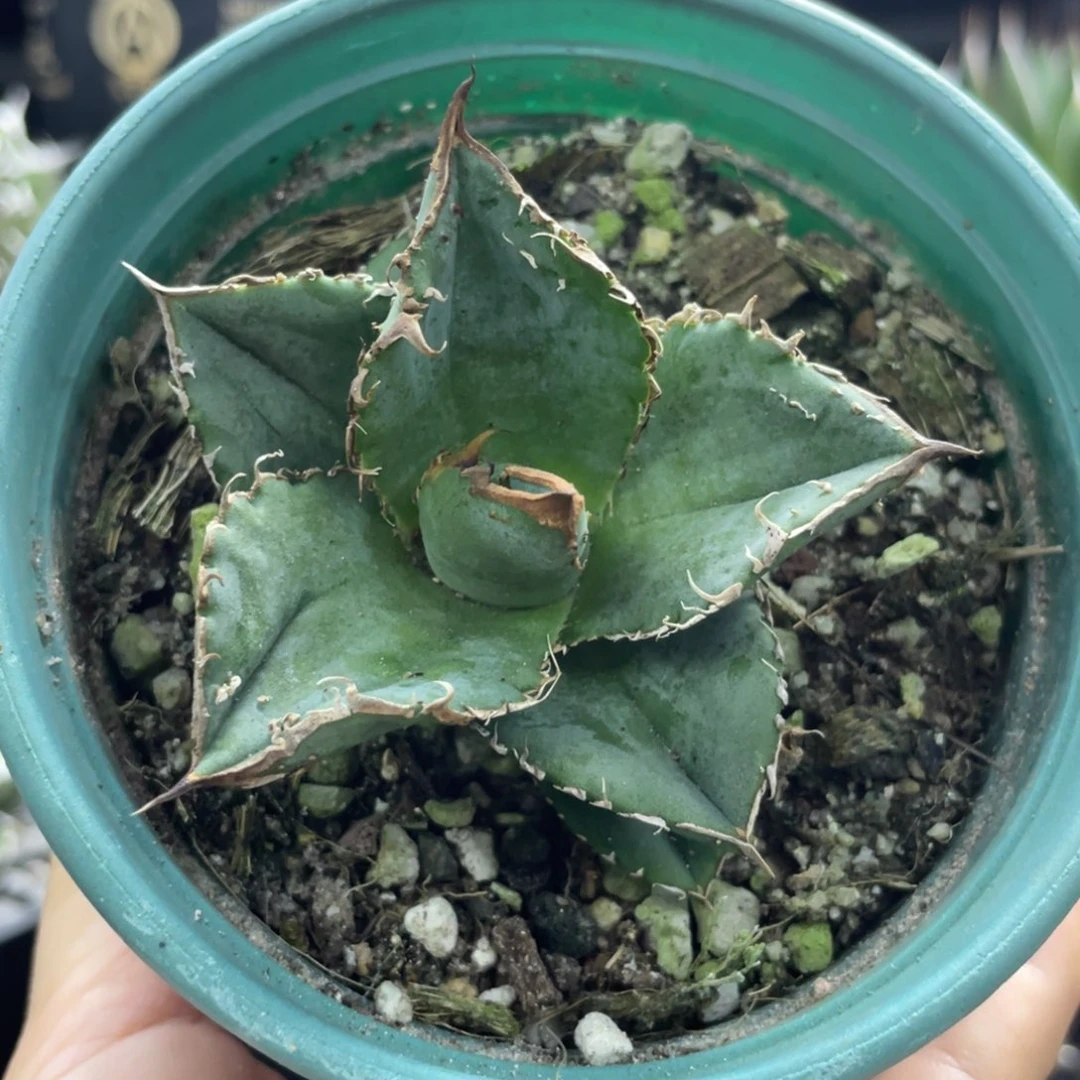【闪购商品】冰雹。