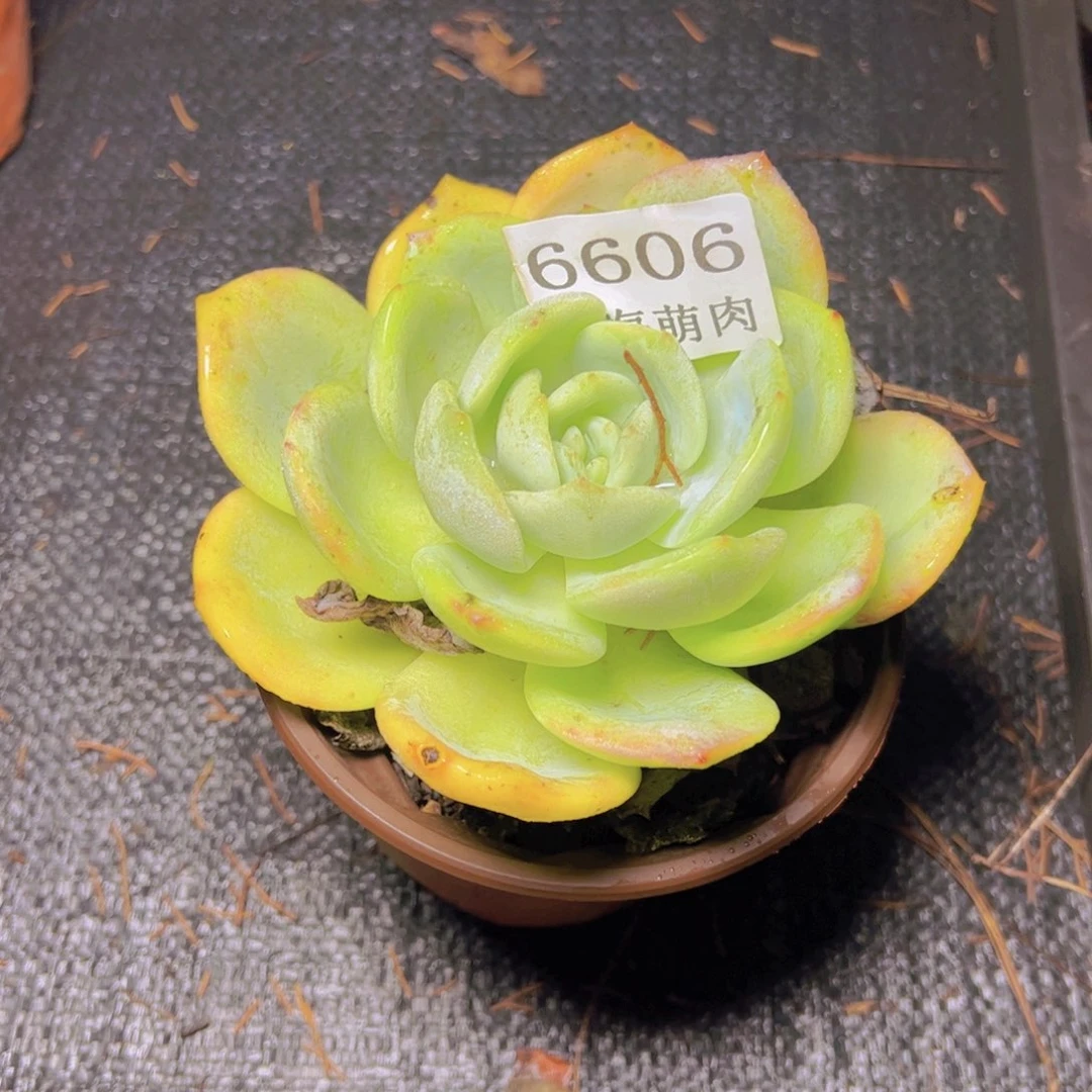 小凤城6606多肉植物