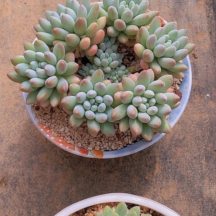 雪***3三色美人多肉植物桩