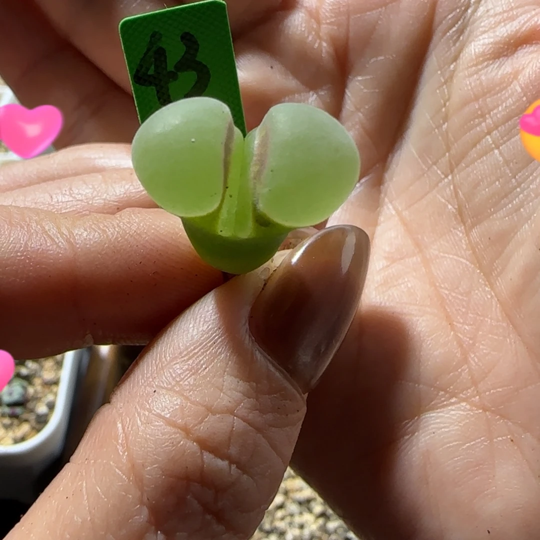 超白窗风铃玉。1.8cm。43