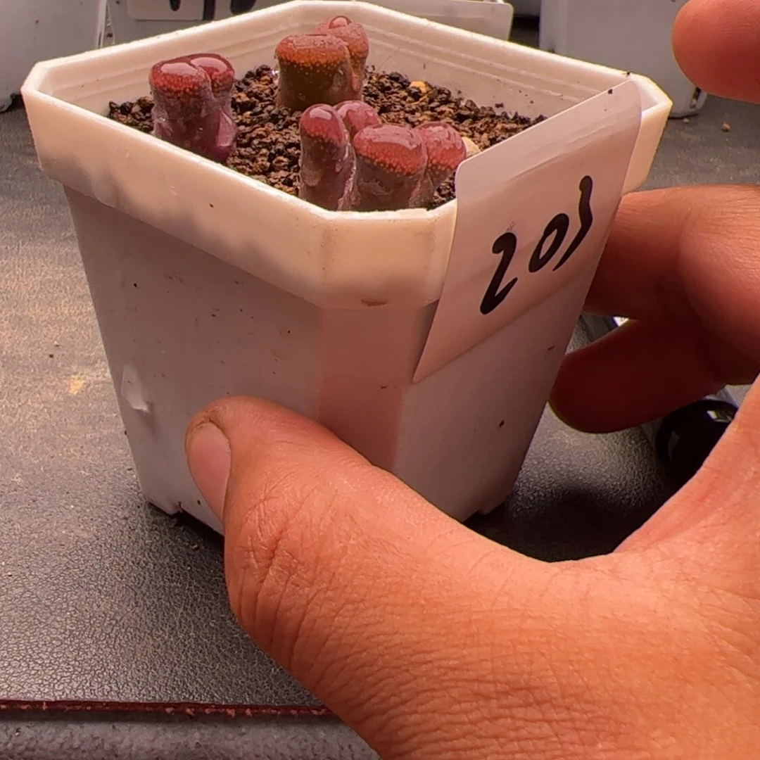 A***97.3风铃福利多肉植物203