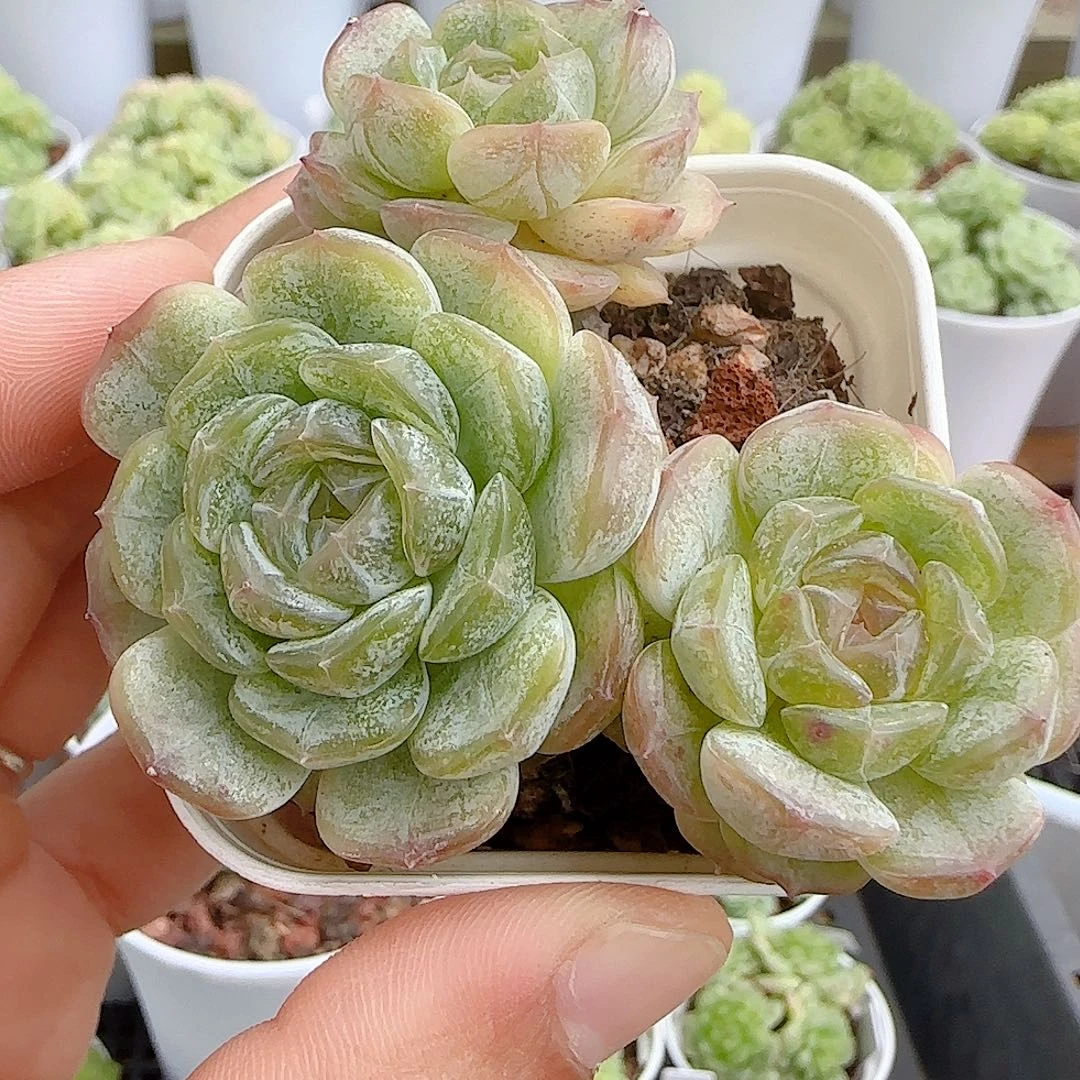 【闪购商品】0925-43白恋