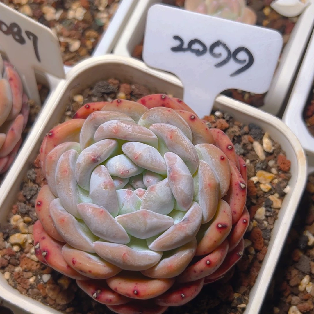 橙梦露2099号一物一拍