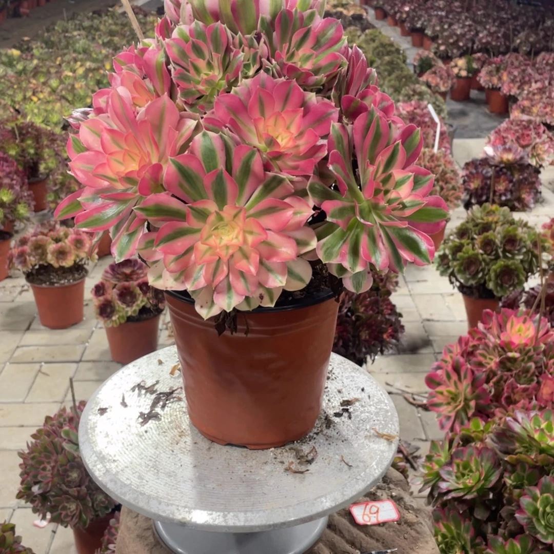 缥***缈法师多肉植物等多种