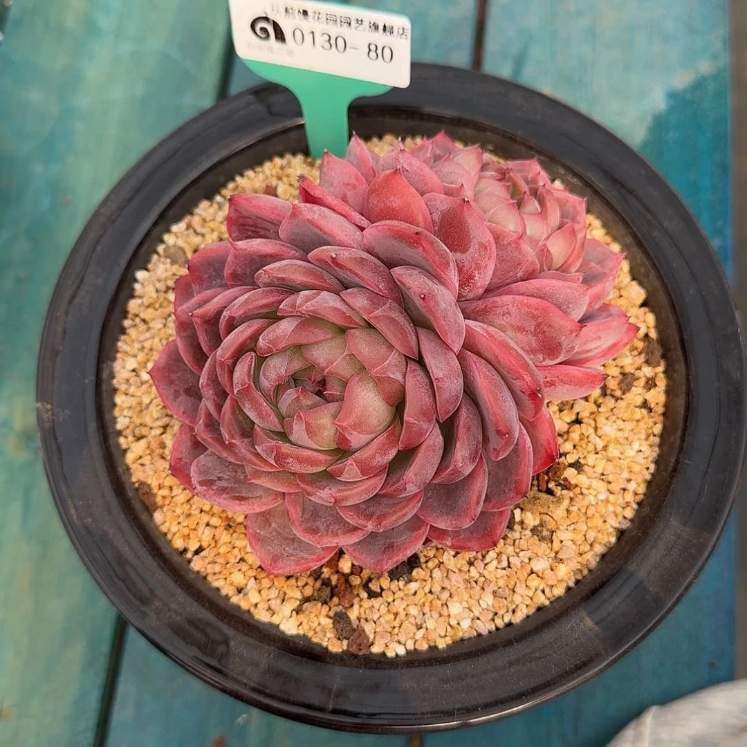 从前慢花园多肉0130-80