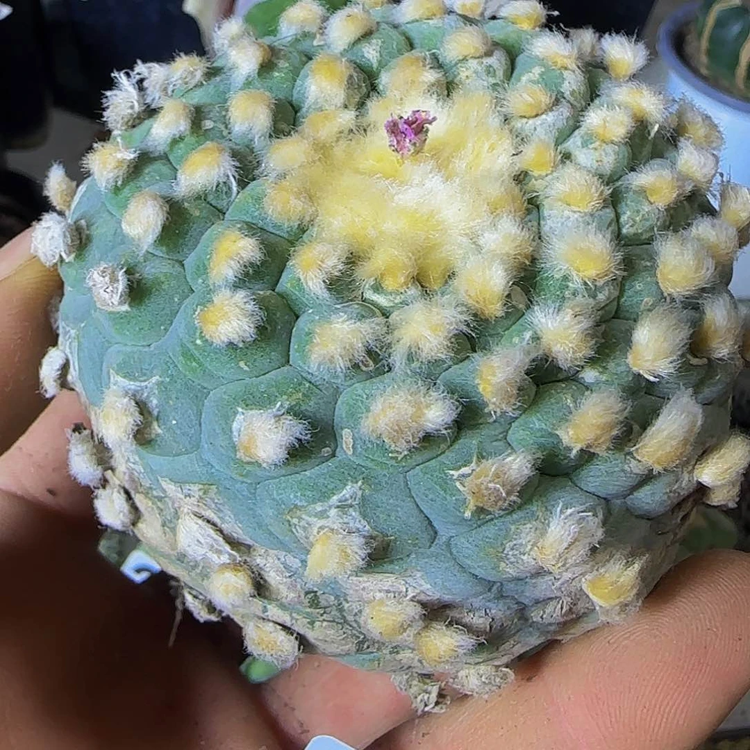 十三棱258萝卜根的