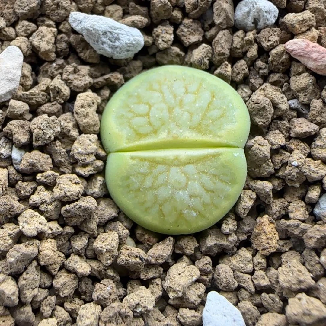 1143 生石花大棚直播