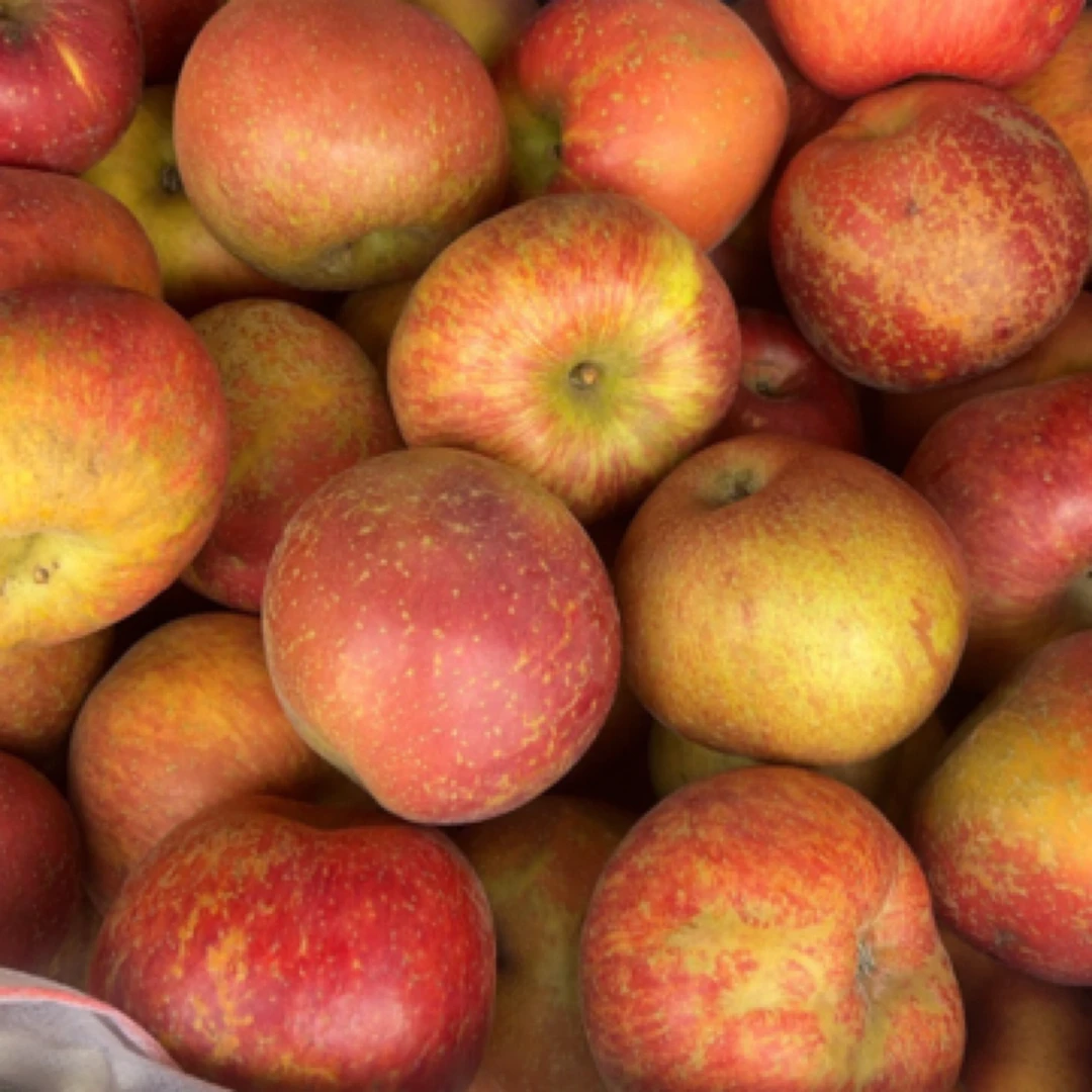 贵州高山小苹果丑苹果（农家种植无添加苹果没打蜡皮薄易碰着
