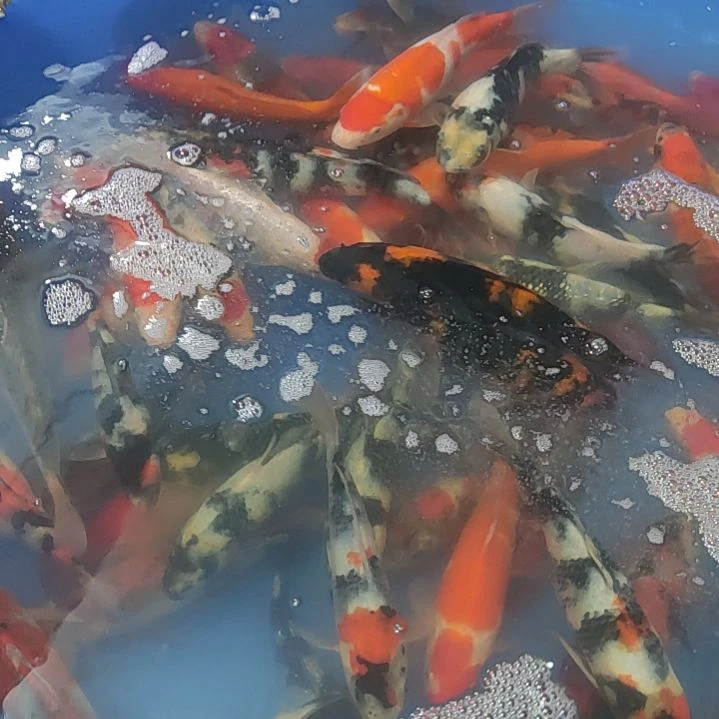 锦鲤精品锦鲤一口价