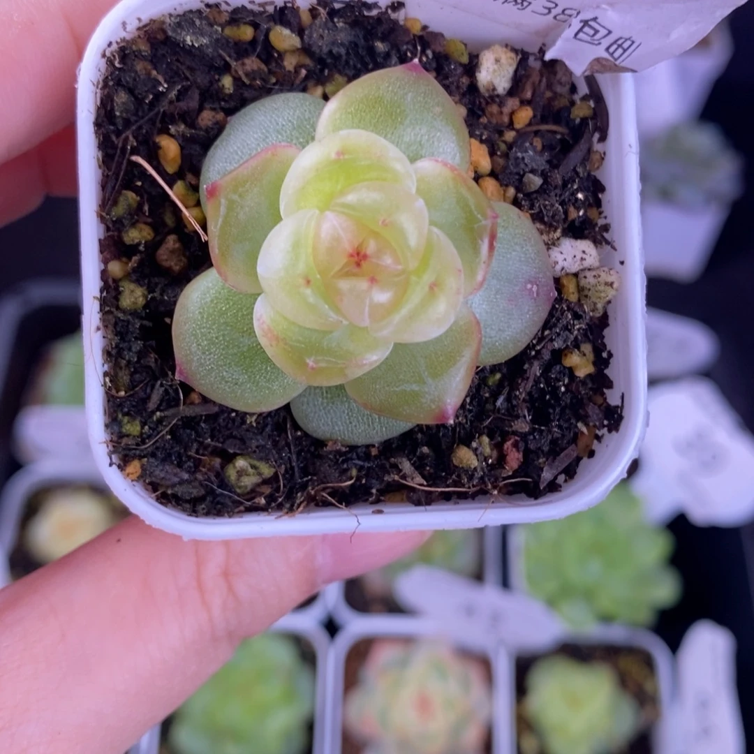 新品种播珍妮优选25号