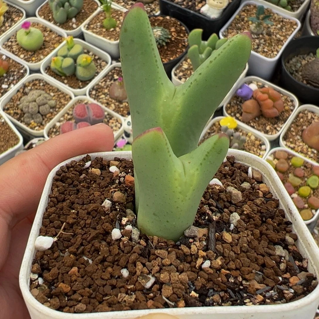 145多肉植物种类和