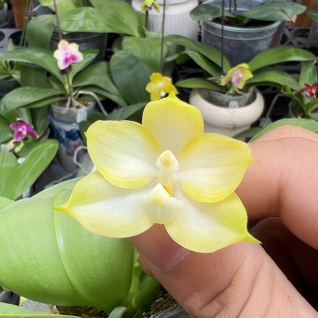 当前无花栽培后可以开花