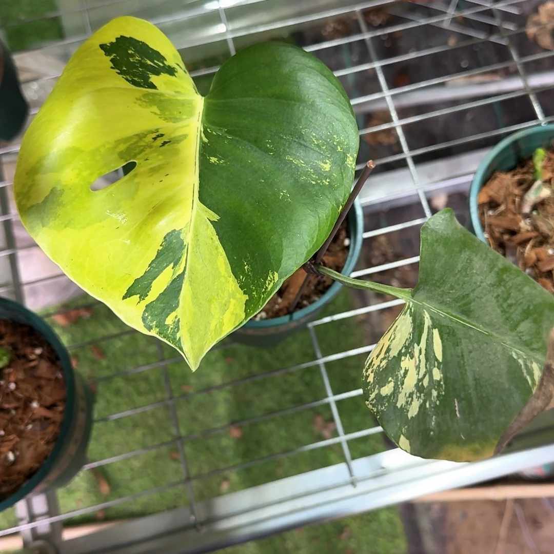 无花朵D*.柠檬泡泡z30