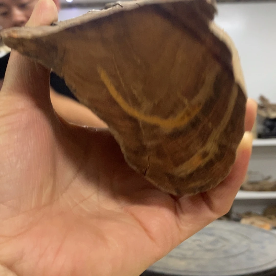 依***意柏木（崖柏）我们都是好孩子