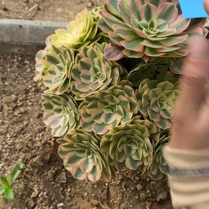 用***903976清和多肉植物大事