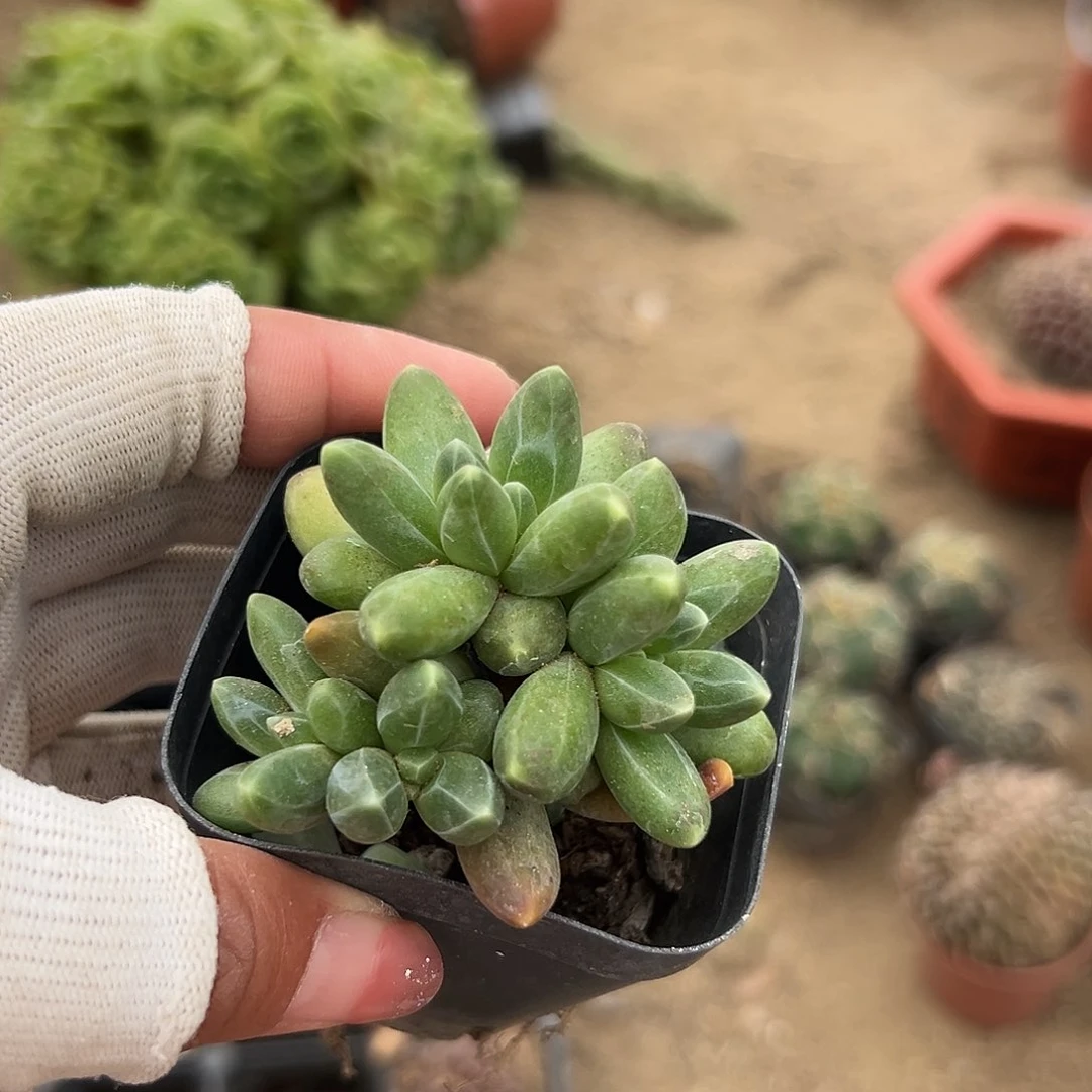多肉植物多肉植物