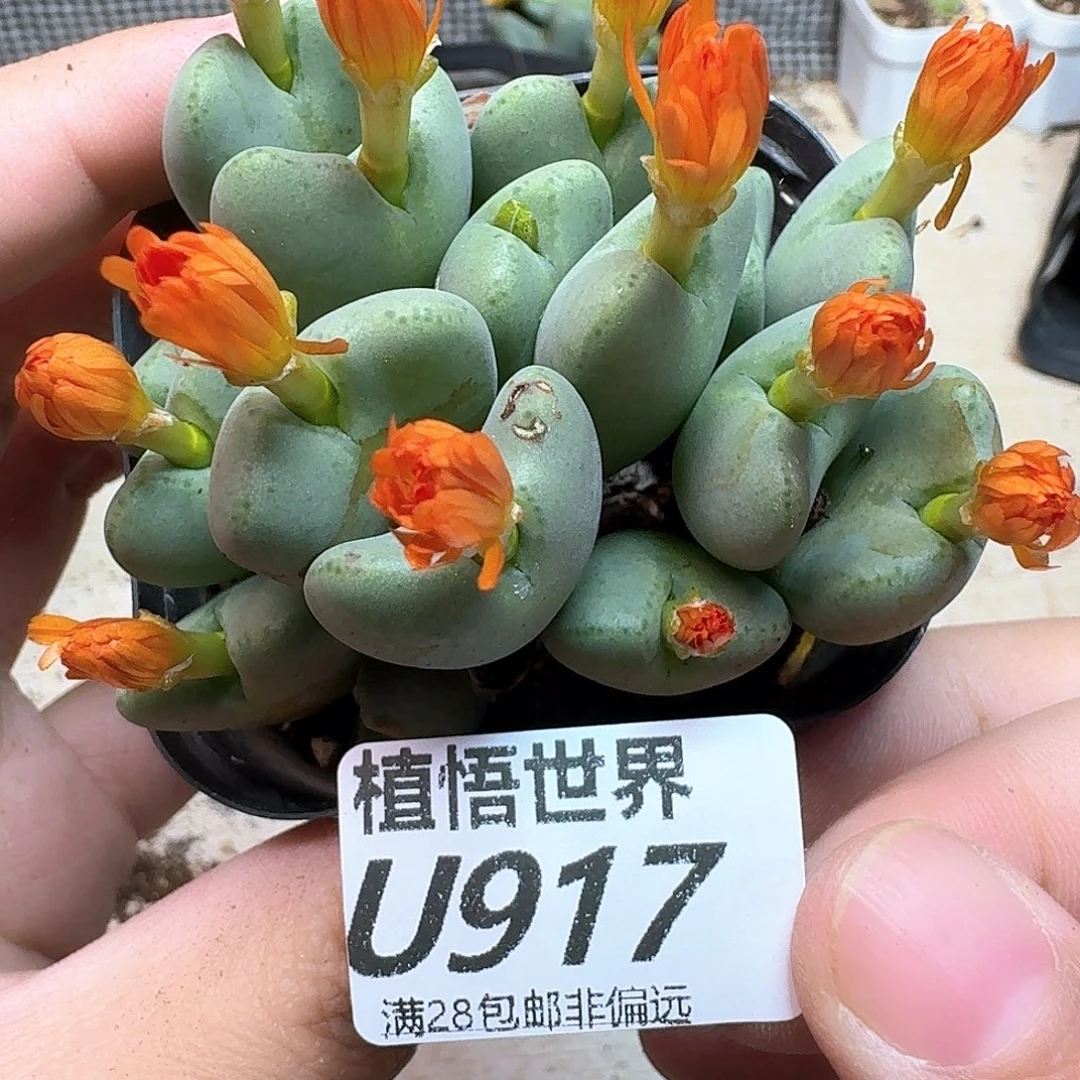 的润泽的人生drzdg