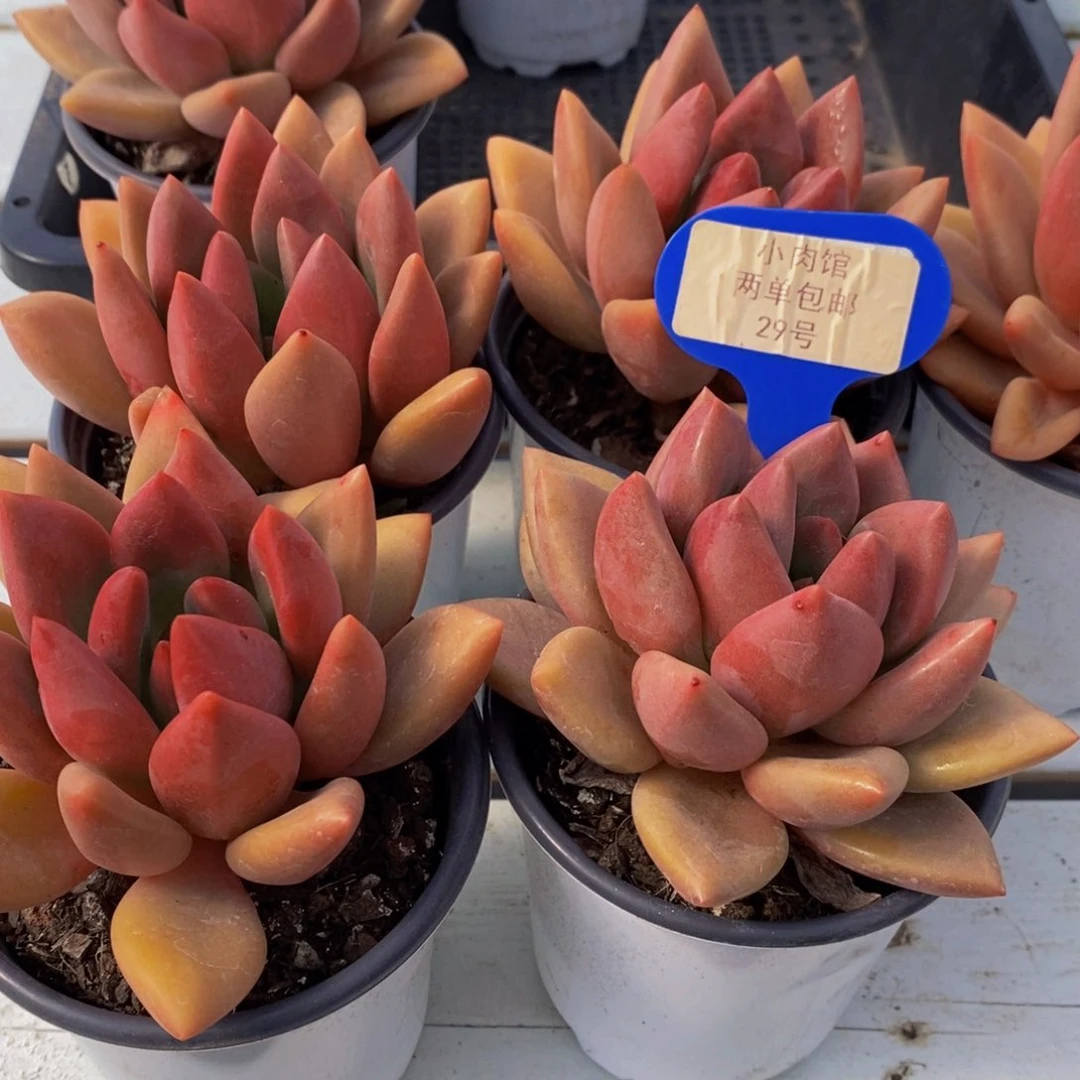 29-精品母本桃花源单头一个