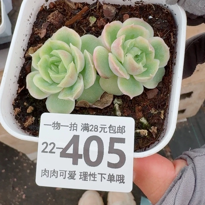 水晶虾饺无盆土发货