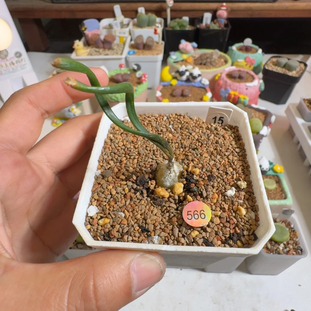 多肉植物好看钢丝弹簧草15