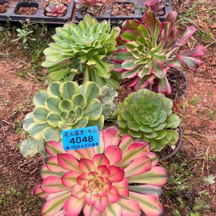 组合4048多肉植物法师