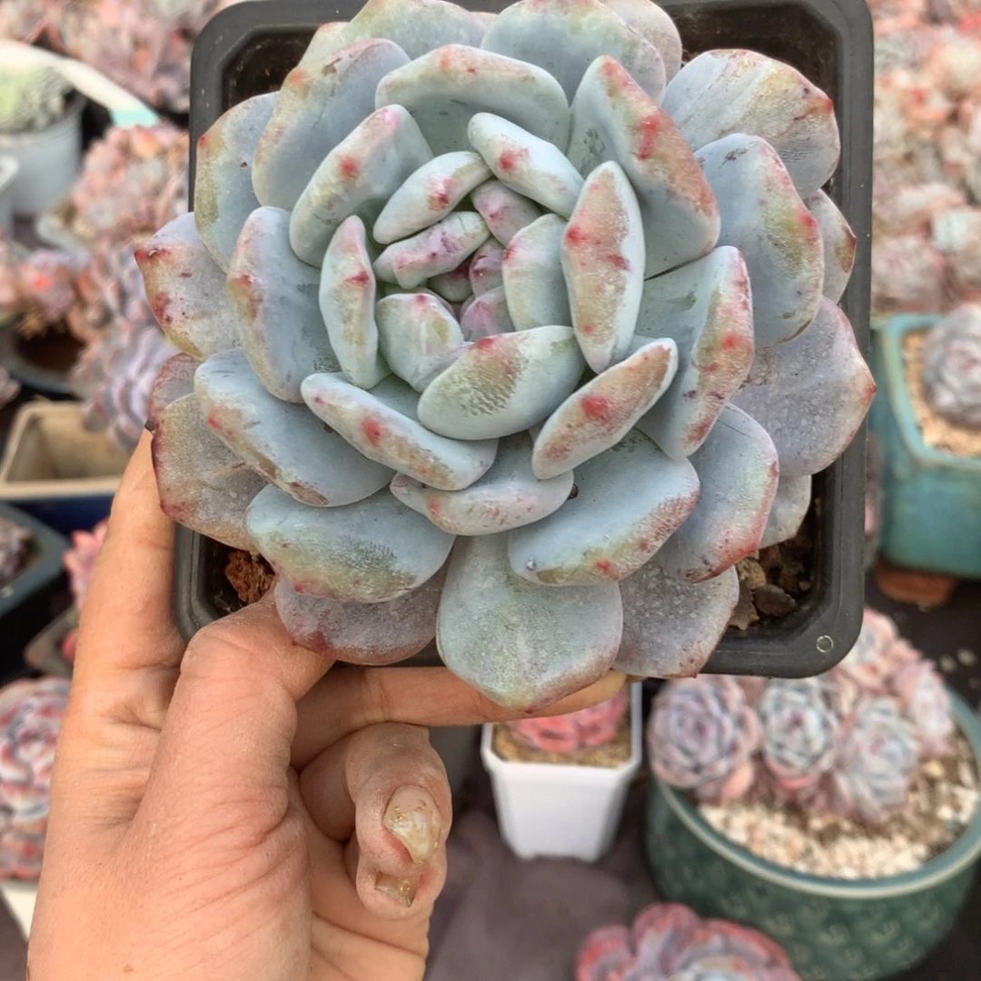 鲸***王哈哈哈哈哈哈哈哈石榴籽冰玉