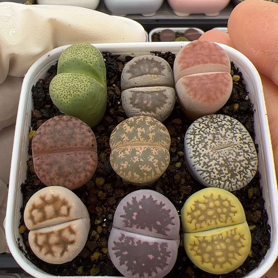 生石花多肉彩拼9棵