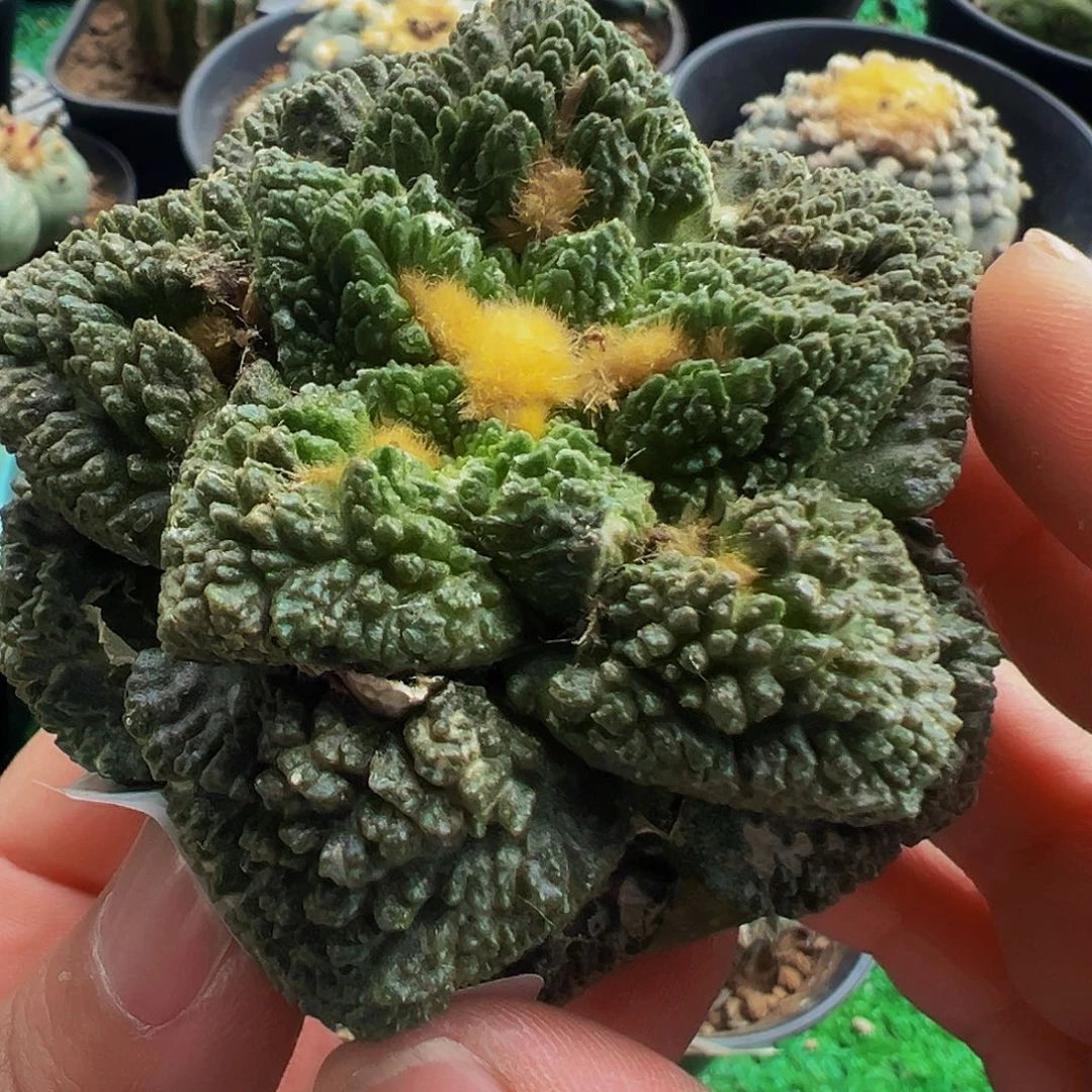 无花朵龟甲牡丹518