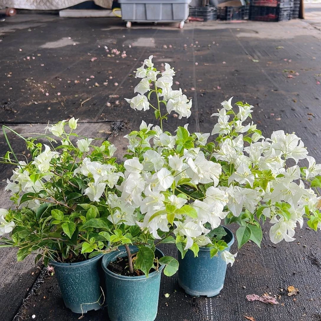 当前无花栽培后可以开花银河掌中宝一颗