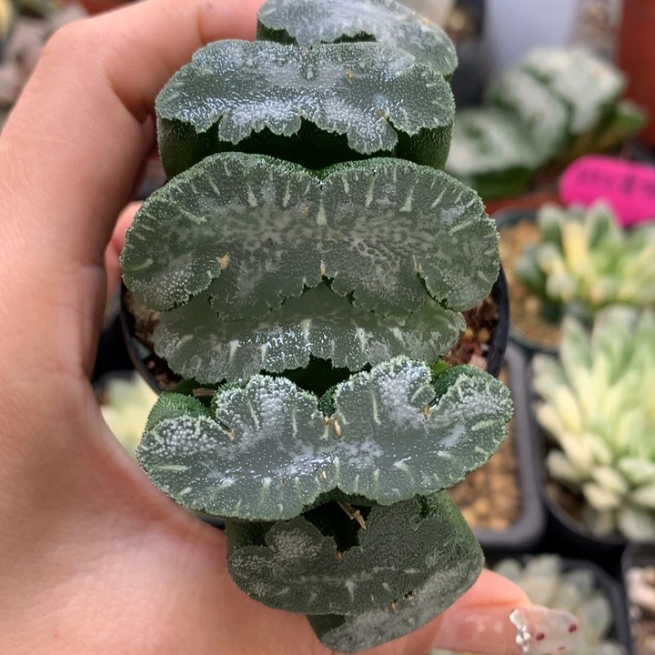 猛犸玉扇带盆土发货