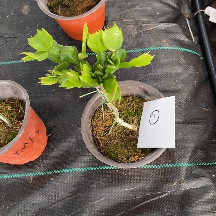 1号黄色重瓣叶仙嫁接