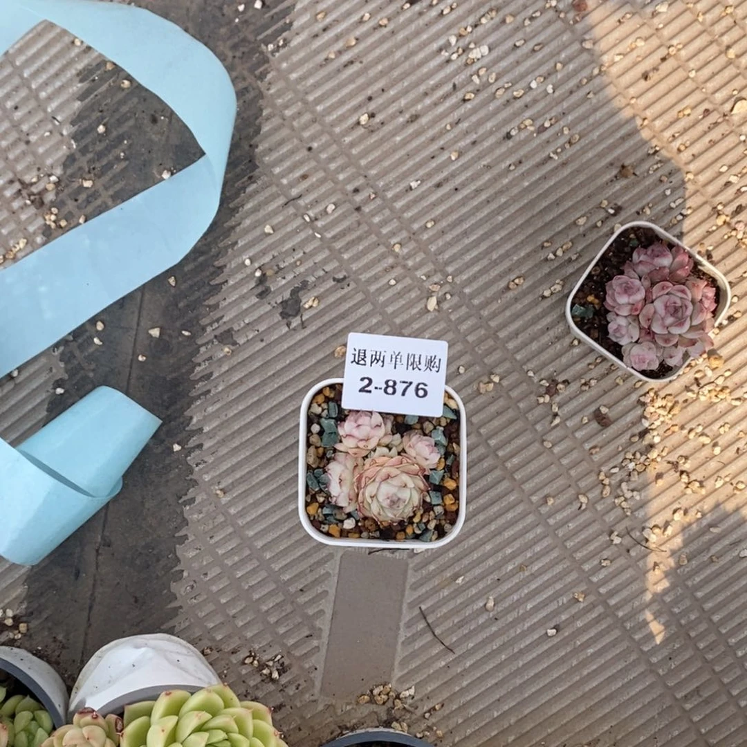 我***y2-876多肉多肉多肉多多肉多肉多肉多肉多肉