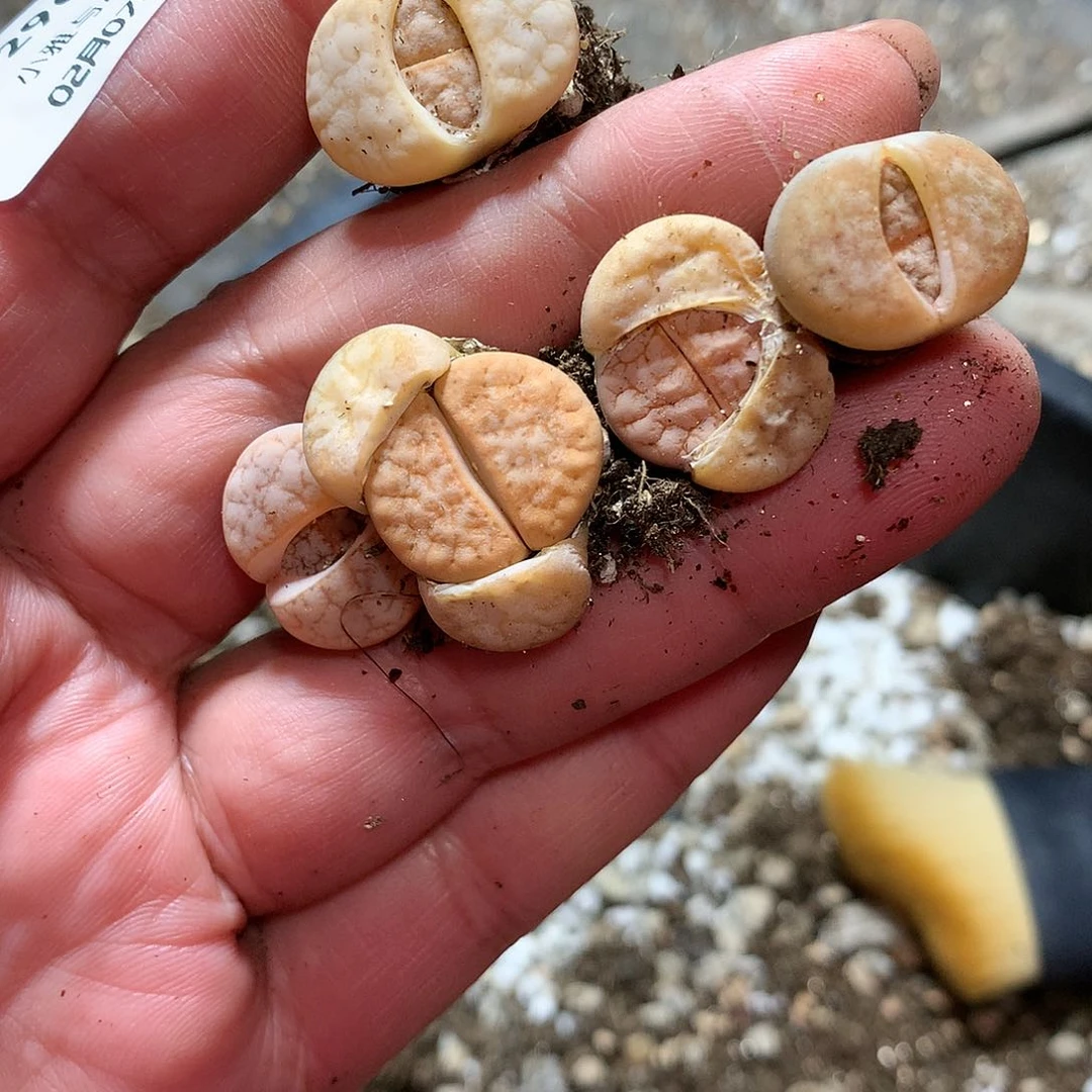 D296多肉植物保护研究所