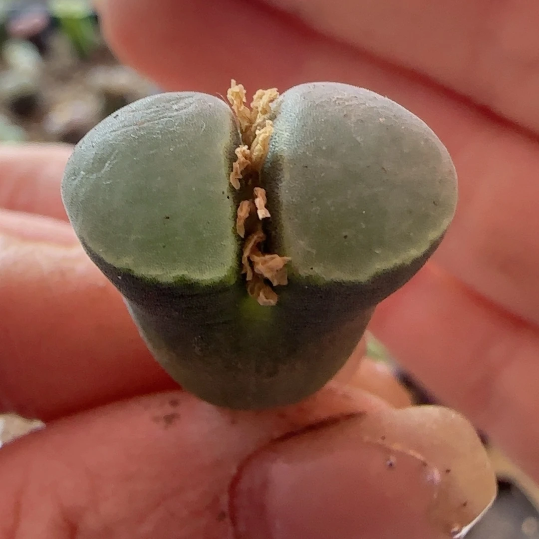 漂亮精品风铃玉。