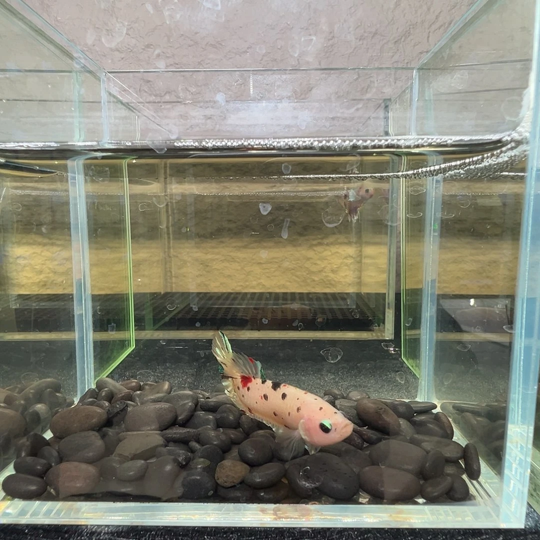 斗鱼阿浩泰斗8日100号