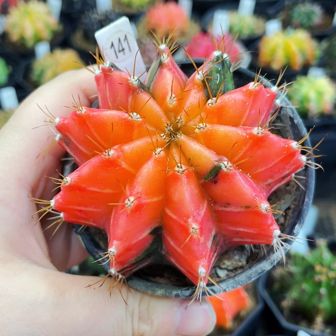 非偏远地区满25包邮仙人球裸根