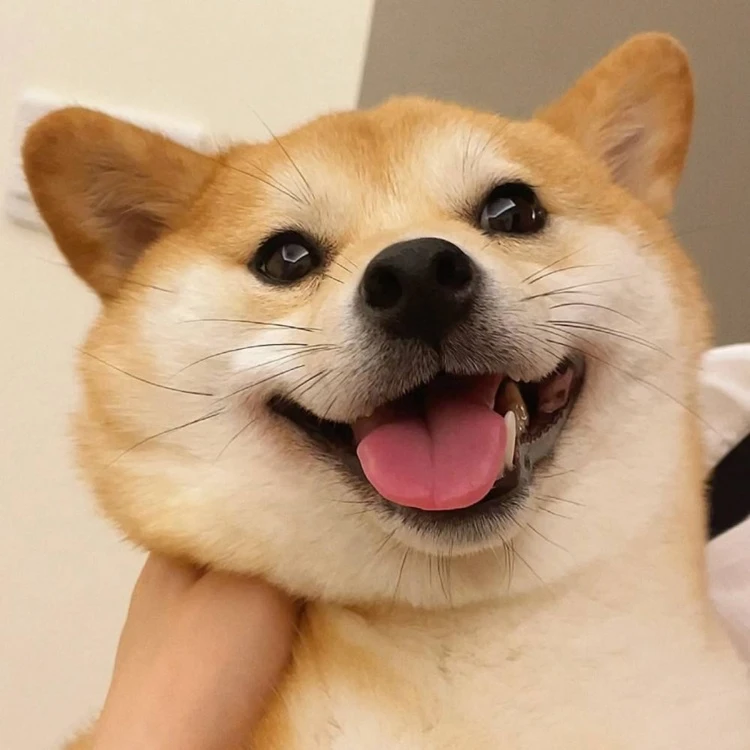 【名宠宠物家】柴犬 金毛 泰迪 柯基 比熊博美活体狗狗