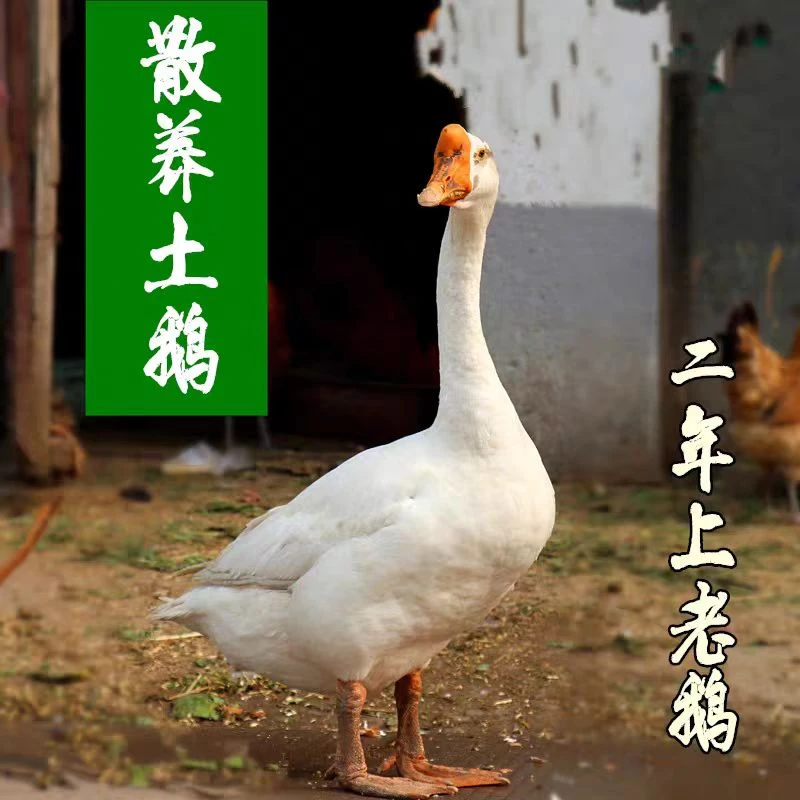 带包老鹅 现宰现发散养优选老白鹅 带心肝胗