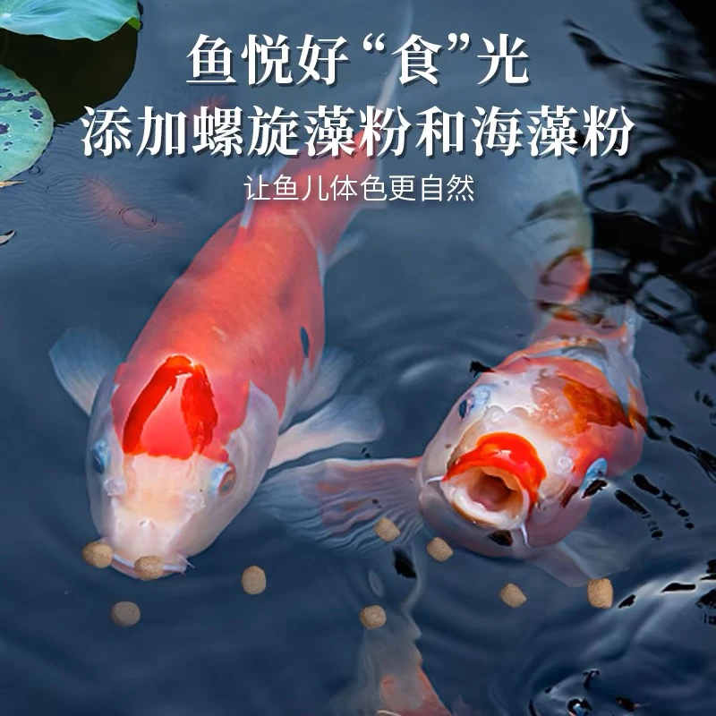 精品锦鲤保证血统自家高蛋白添加螺旋藻锦鲤饲料