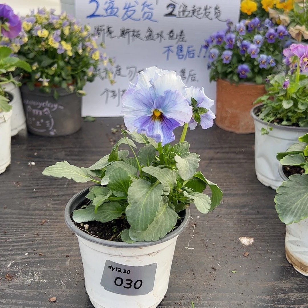 当前无花朵，栽培后可花朵030号