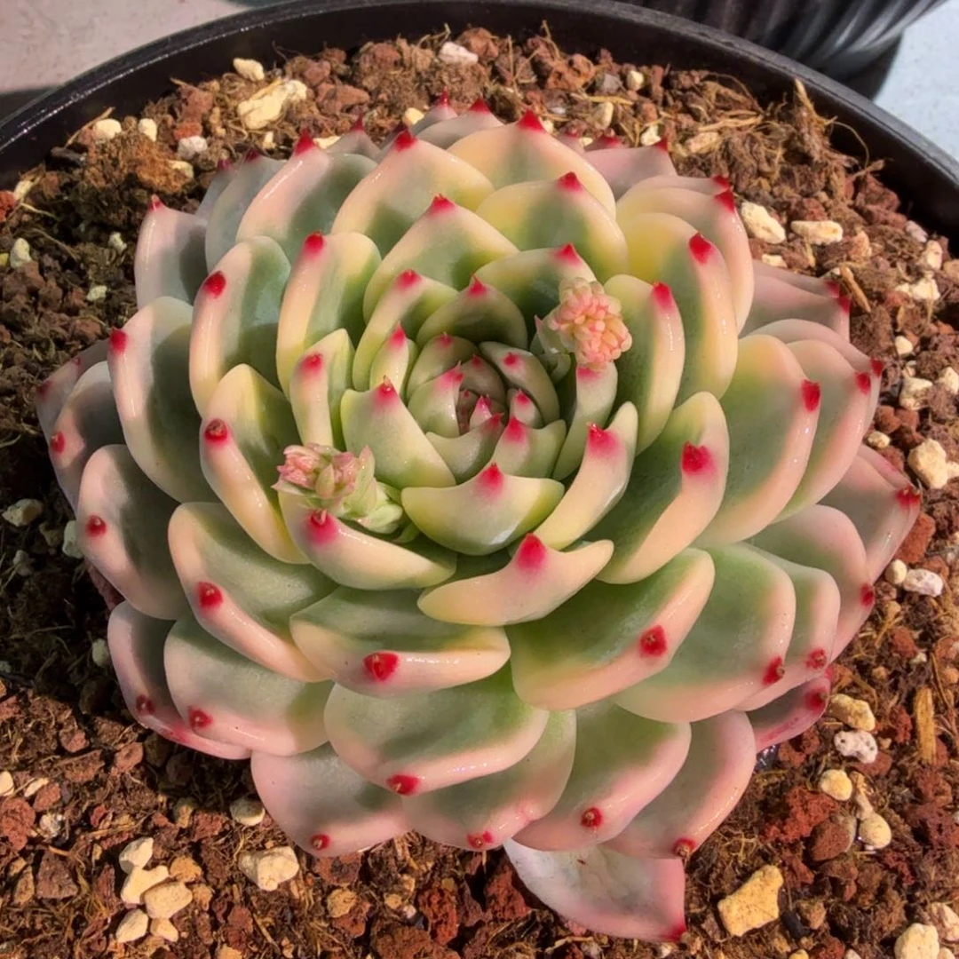 吉娃娃大，，锦上园艺量拍