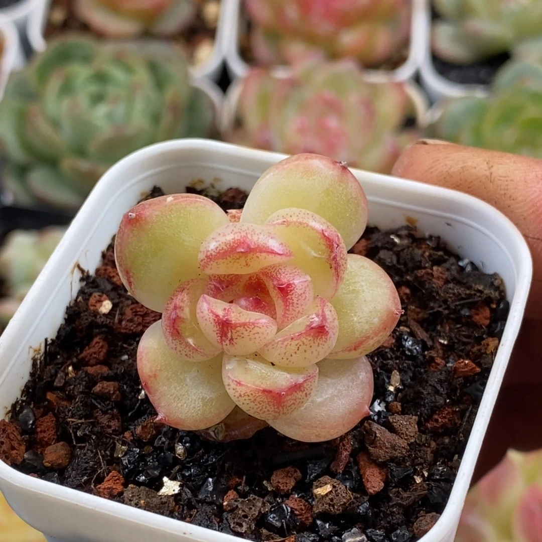 天官赐福百无禁忌