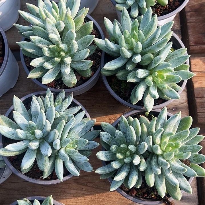 多头         炫彩星