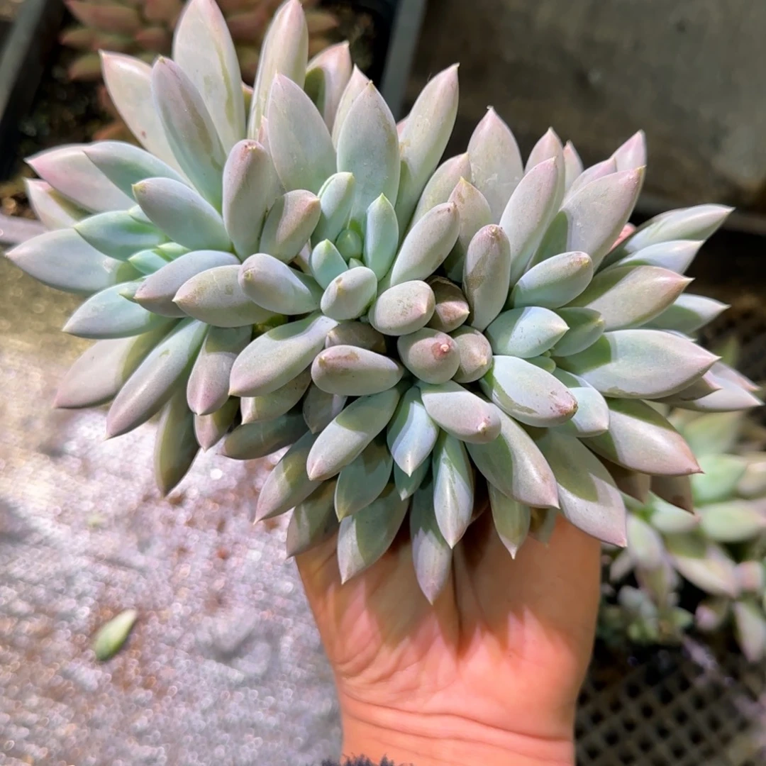 无花朵哥特萝莉多肉植物一物一拍