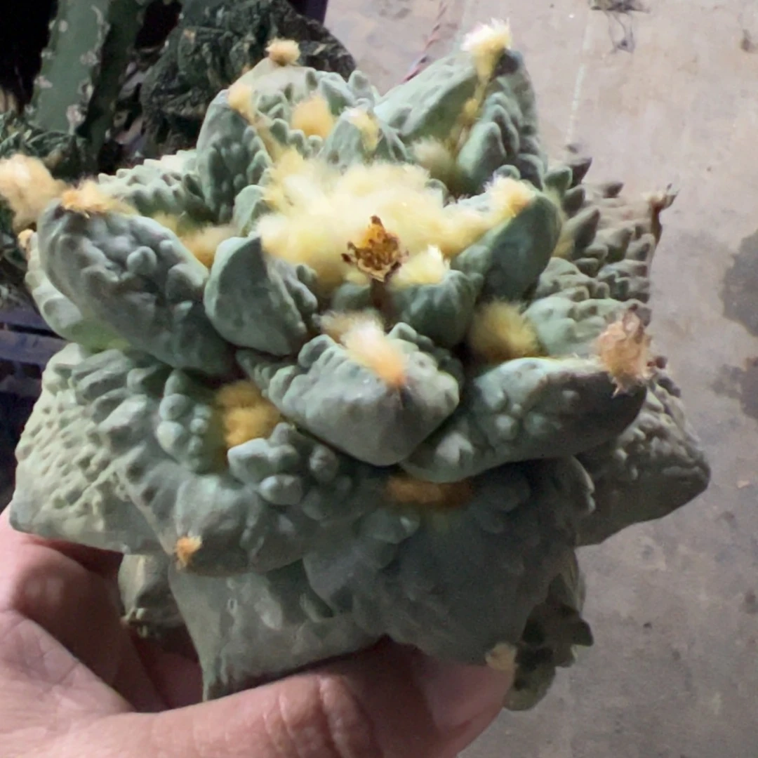 勾走龟甲怒涛牡丹788