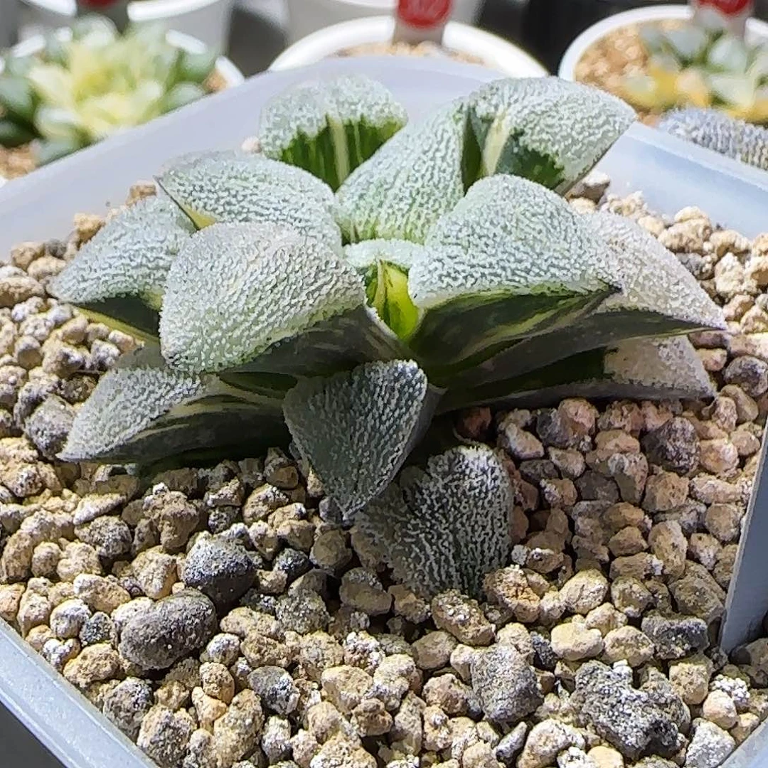 195号特白磨面锦 5.2 厘米左右一物一拍带盆发货
