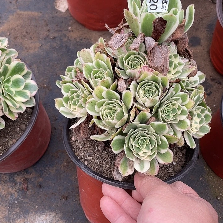 520迈巴赫多肉植物福利